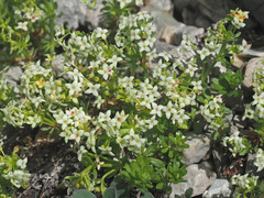 Galium megalospermum