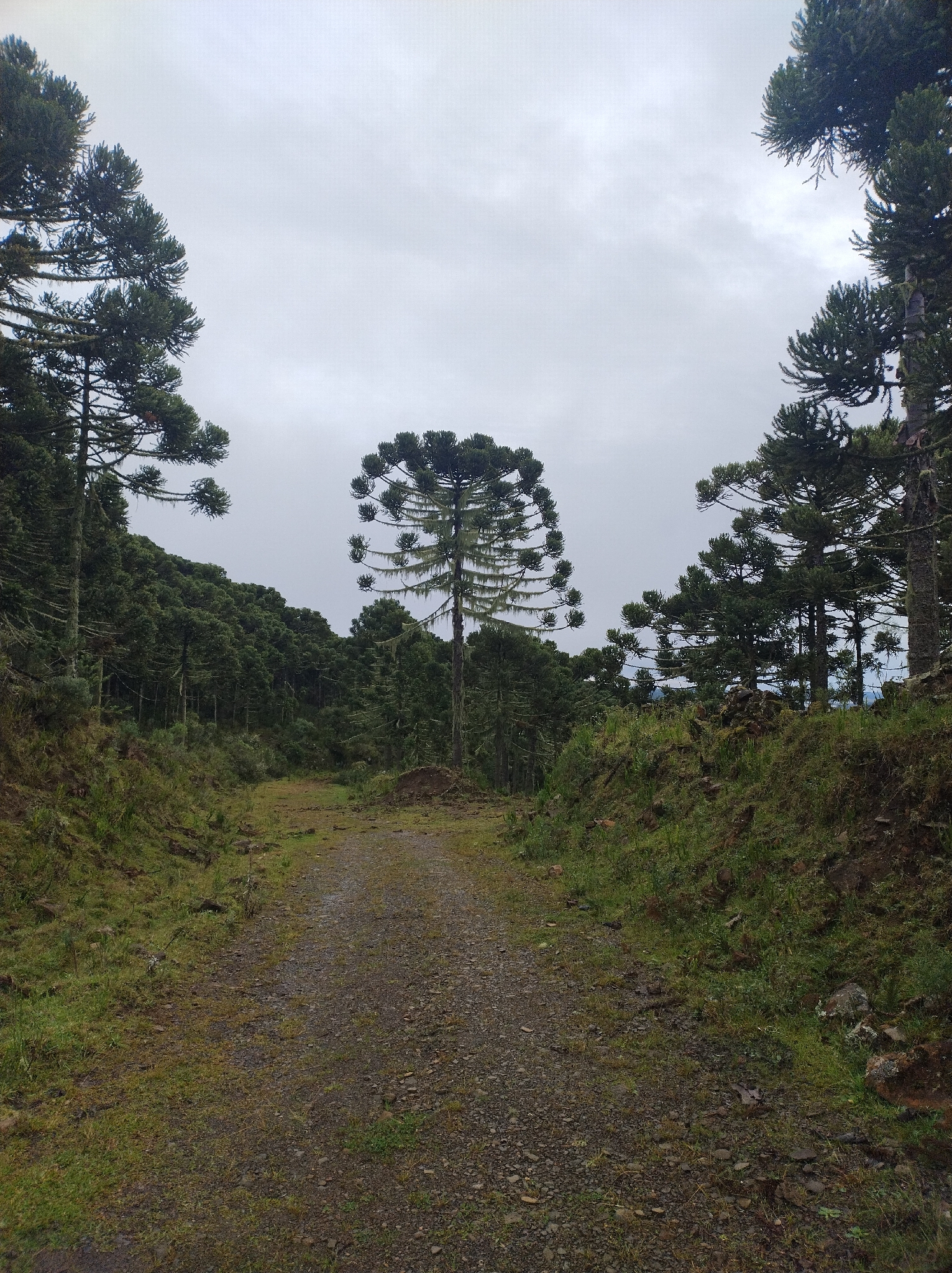 Araucaria angustifolia