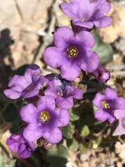 Phacelia pulchella