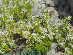 Galium megalospermum