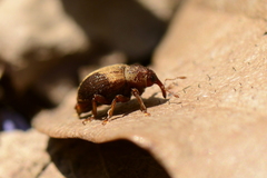 Lignyodes enucleator