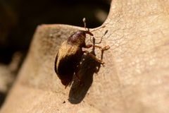 Lignyodes enucleator