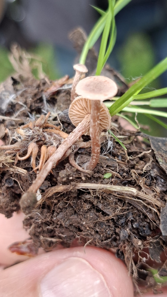 Tubaria conspersa · May 2026 · photo: © martinho_cabana (iNaturalist, cc-by)