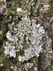 Crespoa crozalsiana