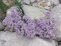 Noccaea rotundifolia