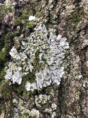 Crespoa crozalsiana