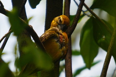 Pheucticus chrysopeplus