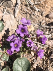 Phacelia pulchella