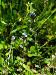 Myosotis stricta