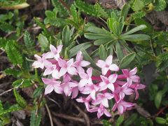 Daphne striata