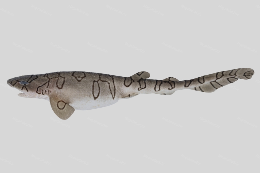 Reticulated Swellshark