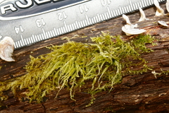 Sciuro-hypnum plumosum