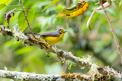 Myioborus melanocephalus