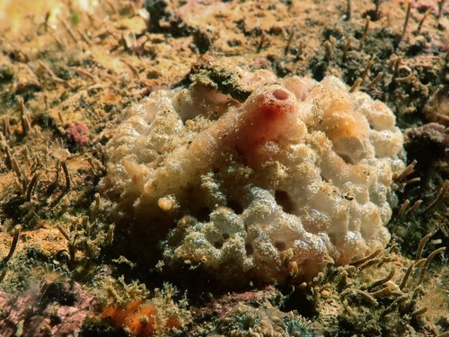 Atagema spongiosa