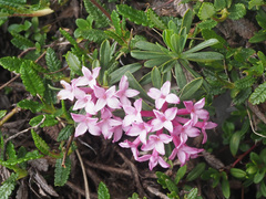 Daphne striata