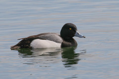 Aythya marila