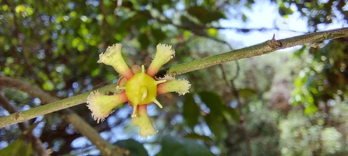 Euonymus indicus observed 2026-04-13