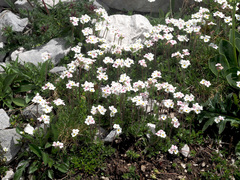 Androsace chamaejasme