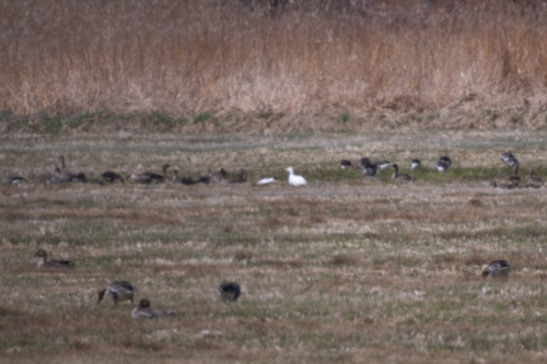 Snow Goose