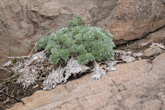 Artemisia schmidtiana