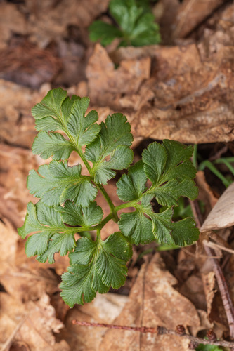 Sceptridium robustum (Sceptridium robustum)