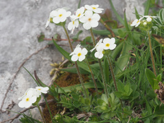 Androsace chamaejasme