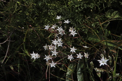 Alepidea