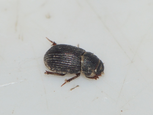 Diastictus vulneratus