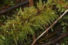 Sciuro-hypnum reflexum