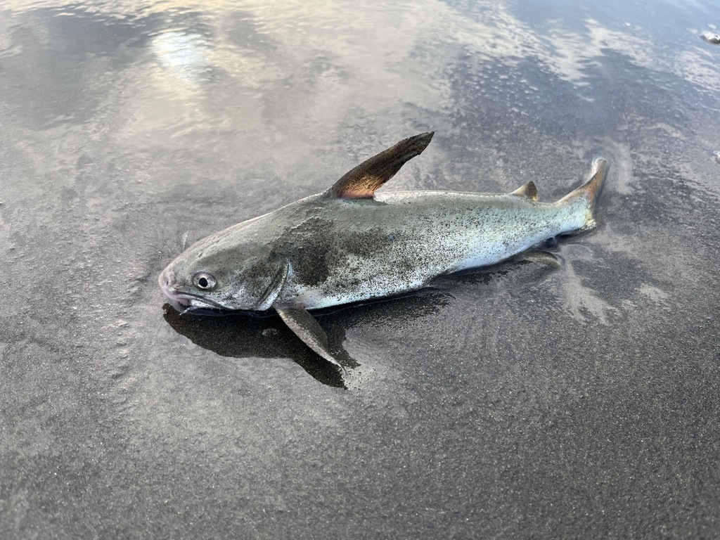 Spotted catfish (Arius maculatus) — Ariidae