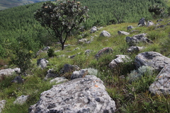 Alepidea