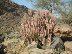 Desmidorchis retrospiciens