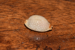 Staphylaea staphylaea