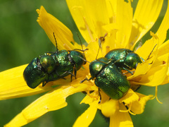 Cryptocephalus sericeus