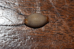 Staphylaea staphylaea