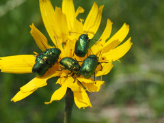 Cryptocephalus sericeus