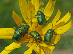 Cryptocephalus sericeus