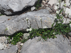 Arabis soyeri