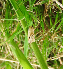 Micrathetis tecnion