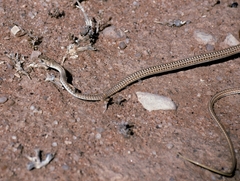 Psammophis leightoni