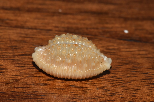 Kernel Cowry