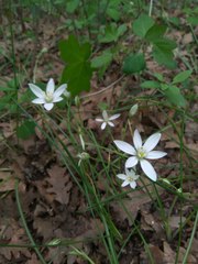 Ornithogalum woronowii