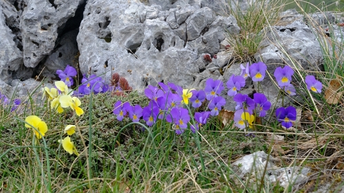Viola eugeniae, photograph 5