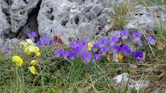 Viola eugeniae, photograph (c) Arianna, some rights reserved (CC BY)