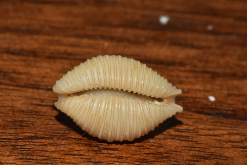 Kernel Cowry