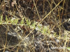 Lactuca viminea ramosissima