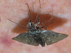 Metaxmeste phrygialis