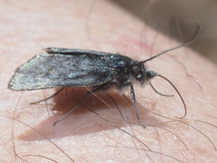 Metaxmeste phrygialis