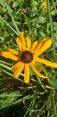 Rudbeckia hirta