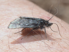 Metaxmeste phrygialis